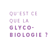 Qu'est ce que la Glycobiologie ?