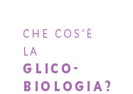 Che cos’è la glicobiologia? 