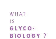 What is glycobiology? 